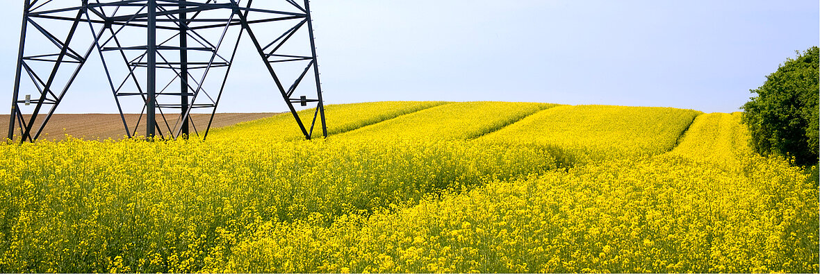 Blühendes Rapsfeld unter Strommast – symbolisiert Bio-Heizöl als erneuerbare Energiequelle aus Pflanzen